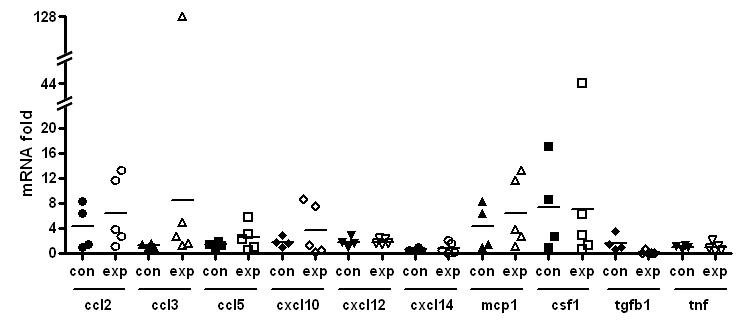 Changes in mRNA expression after orthodontic tooth movement in human. con: control, n=4/ exp: experiment, n=5