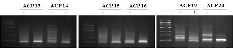 The gel image of DD-PCR using the specific primer ACP No 13, 14, 15, 16, 19, 20.