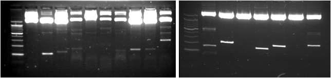 The subcloned positive insert was confirmed by the enzyme restriction using EcoR1.