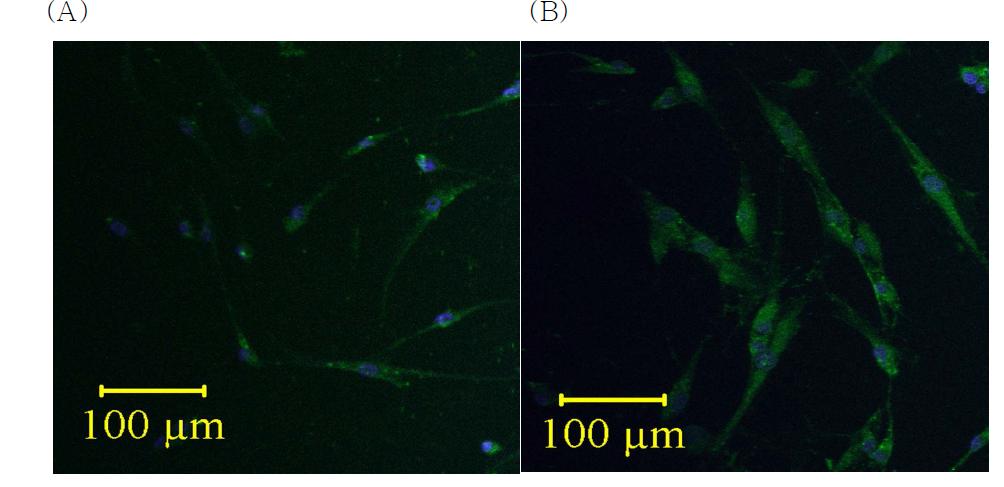 Immunolocalization of Rxfp1 in Human PDL cultures. Human PDL cells were cultured for 3 days, than simultaneously labeled with antibodies against Rxfp1 (green). Human PDL fibroblasts show strong positive immunofluorescence reaction against Rxfp1.