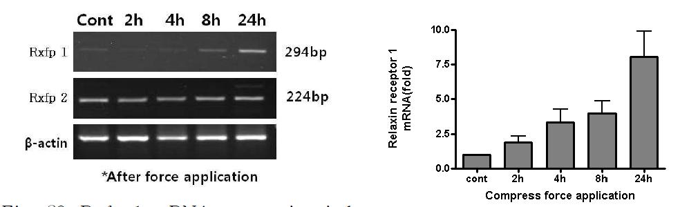 Rxfp 1 mRNA expression induced by compressive force. The PDL cells were compressed for 2 h, 4 h, 8 h and 24 h using the titanium. The mRNA expression of Rxfp1 was assessed by RT-PCR (A), real-time RT-PCR (B). Rxfp2 was not changed the expression level. Values (mean ± SD) from real-time RT-PCR were from 3 independent experiments.