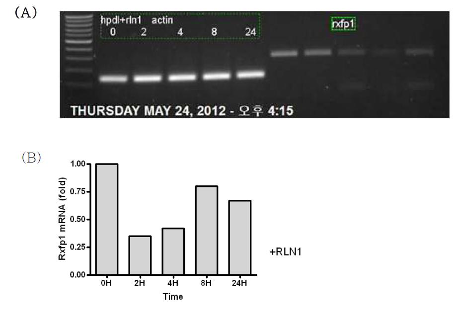 RT- PCR was used to assess the expression levels of Rxfp1 from the human PDLs during application with Rln1. The expression patterns of the Rxfp1 were screened at 0 h, 2 h, 4 h, 8 h and 24 h. The mRNA expression of Rxfp1 after application Rln1 was not changed in a time-dependent manner. The Rxfp1 mRNA level detected from real-time PCR after application of Rln 1 also was not changed in a time-dependent manner. (A) RT- PCR (B) real-time RT-PCR