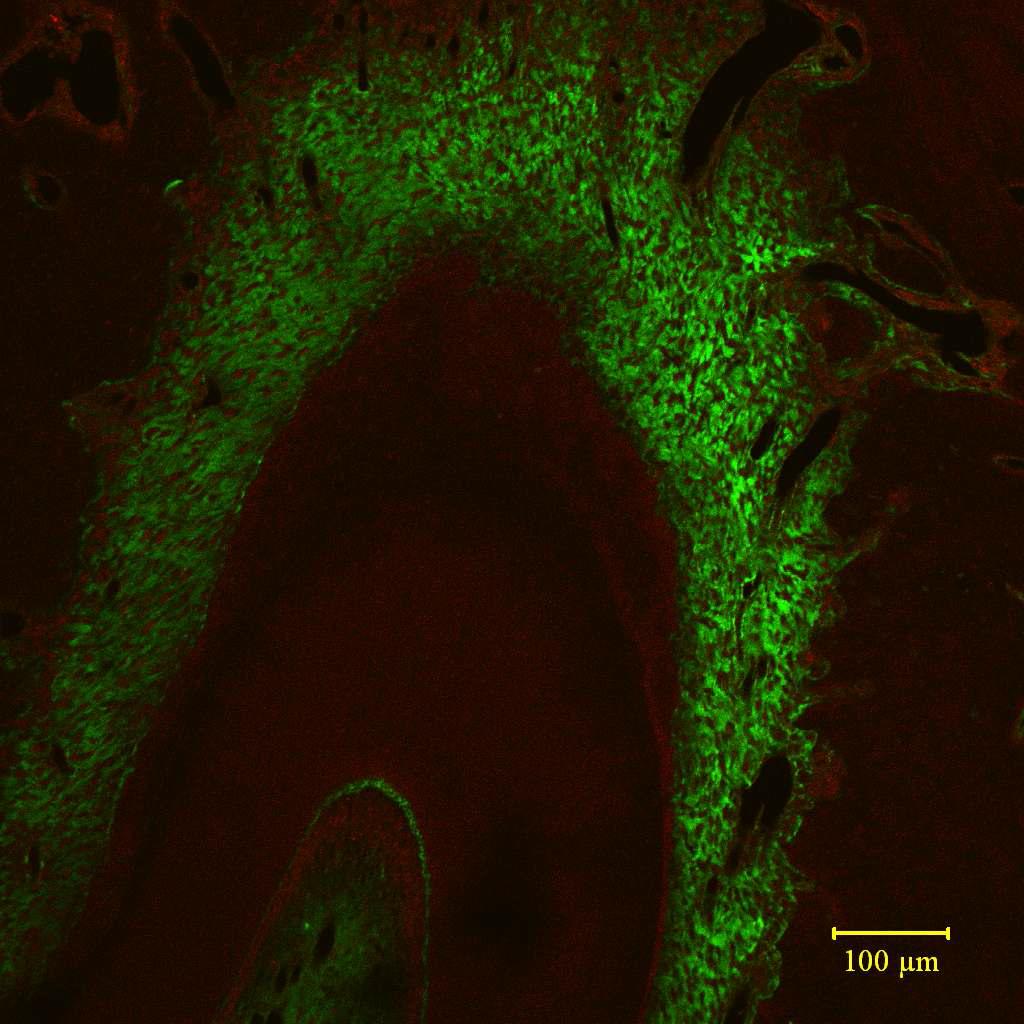 Immunofluorescence for detecting rxfp2 relaxin receptor. Rxfp2 is manly localized in periodontal ligament.