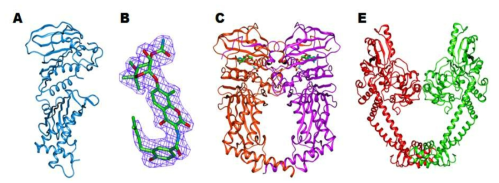 본연구에서 규명한 구조들 중 일부. (A)X. oryzae의 parE ATPase domain의 monomer 구조 (B)X. oryzae의 parE ATPase domain에 결합한 novobiocin과 전자밀도 (C)X. oryzae의 gyrB ATPase domain에 AMPPNP구조가 결합된 dimer 구조 (E)S. aureus의 gyrA breakage-reunion domain의 dimer구조