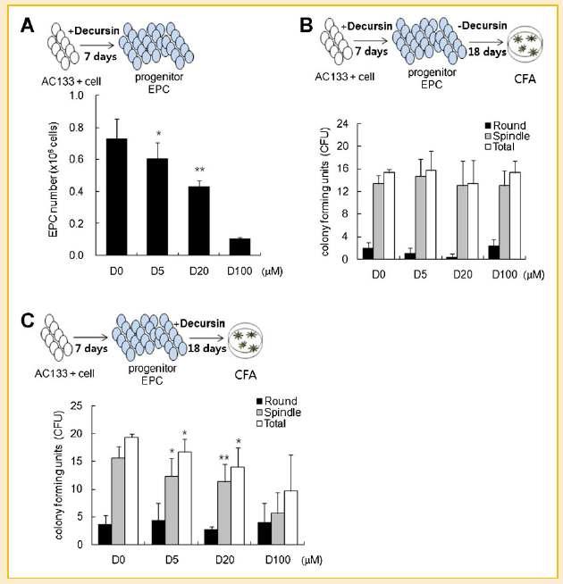 AC133 세포의 증식과 분화에 미치는 decursin 의 효과