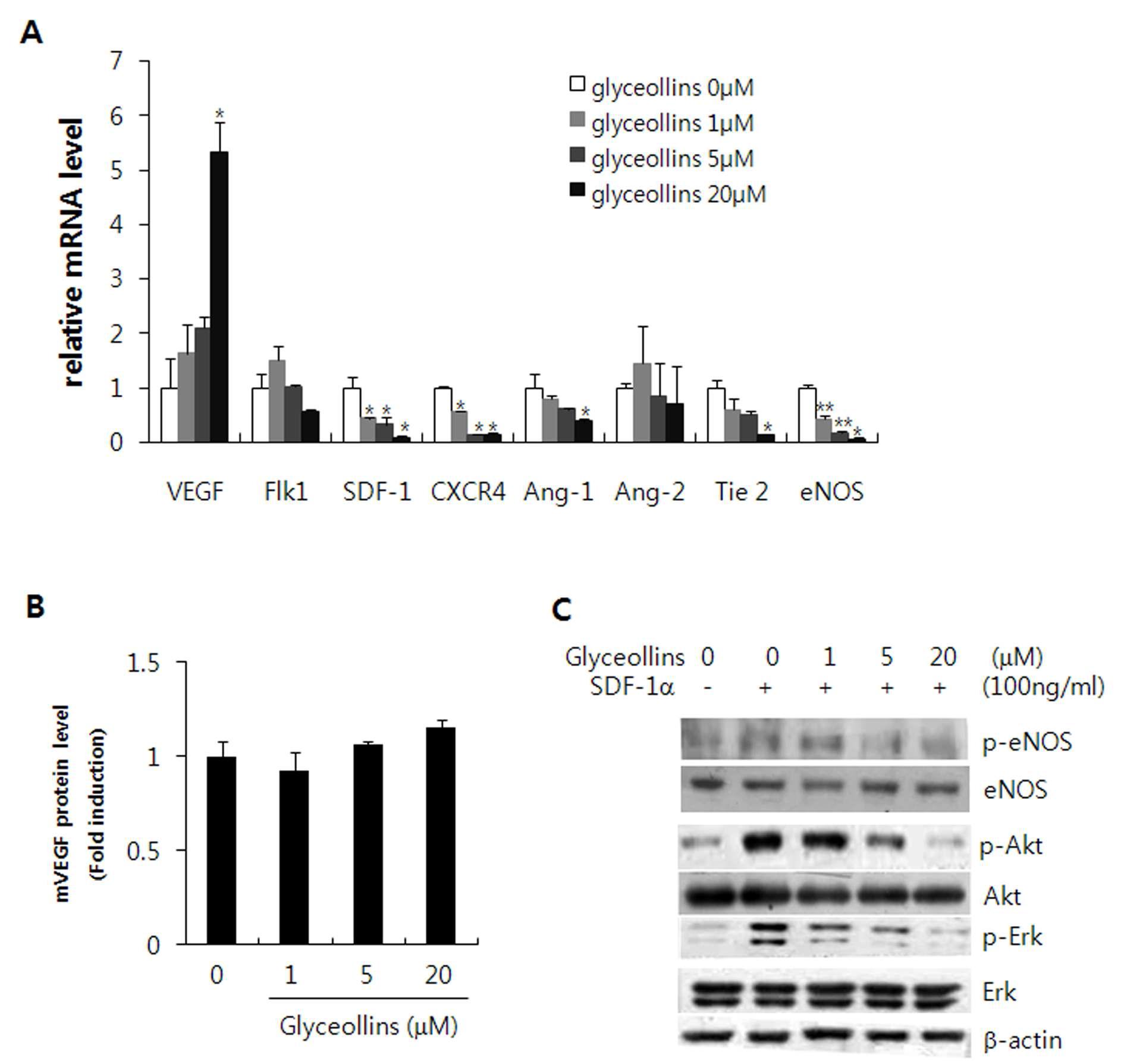 glyceollins의 EPC기능에 미치는 유전자 발현에 미치는 영향과 SDF-1a에 의해 유도된 신 호전달분자발현에 대한 영향.