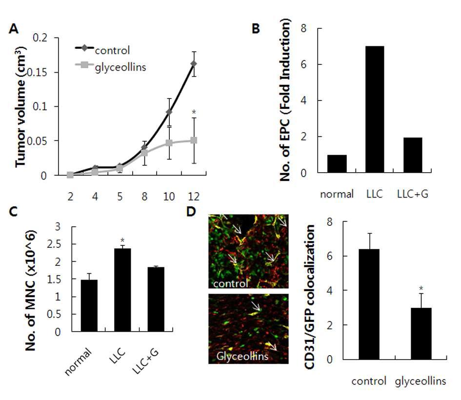 LLC 암혈관형성억제에 대한 glyceollins의 EPC 분화억제효과.
