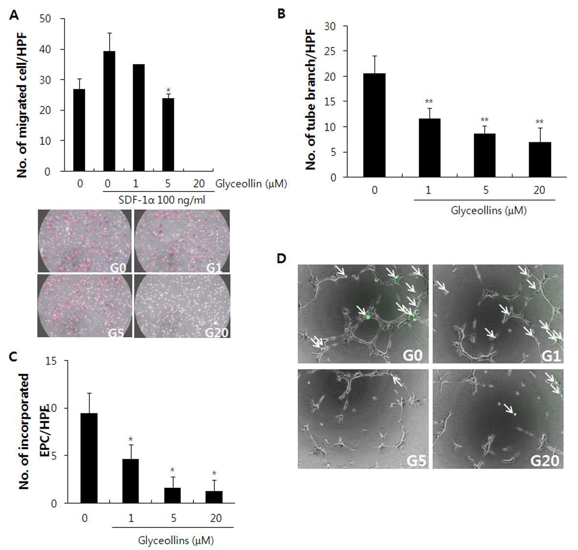 glyceollins의 SDF-1a 유도에 의한 EPC 이동능 및 tube formation 억제 효과