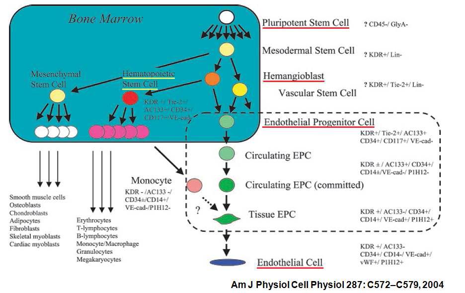 Hemangioblast로부터 혈구세포와 EPC의 분화후 EPC로부터 EC (혈관내피 세포) 로의 분화과정
