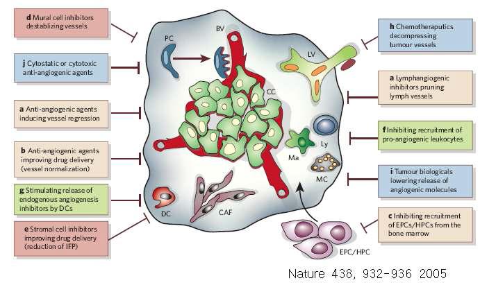 암혈관형성 억제에 대한 전략. c. 혈관생성, 즉, EPC 에 의한 혈관형성 억제에 대한 전략을 나타냄.
