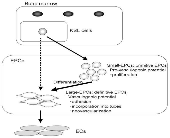 새로운 모델의 EPC colony formation assay (EPC-CFA)