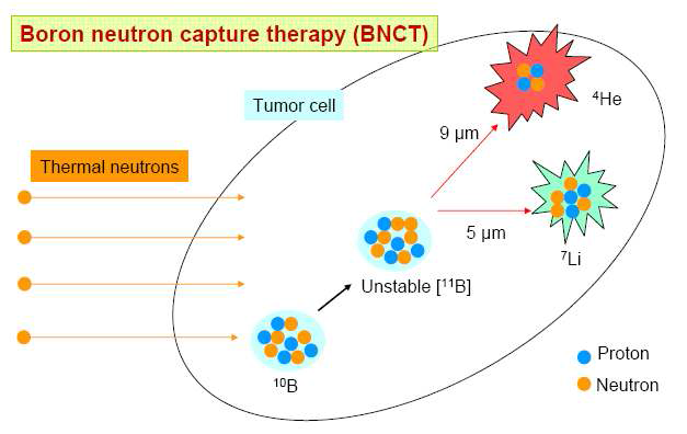 붕소-중성자 포획 요법 (BNCT) 모델 모식도