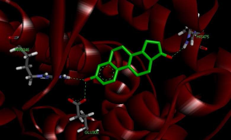 Estrogen 수용체와 Estadiol, 그리고 핵심 아미노산인 Glu305, Arg346,His475 사이의 상호작용