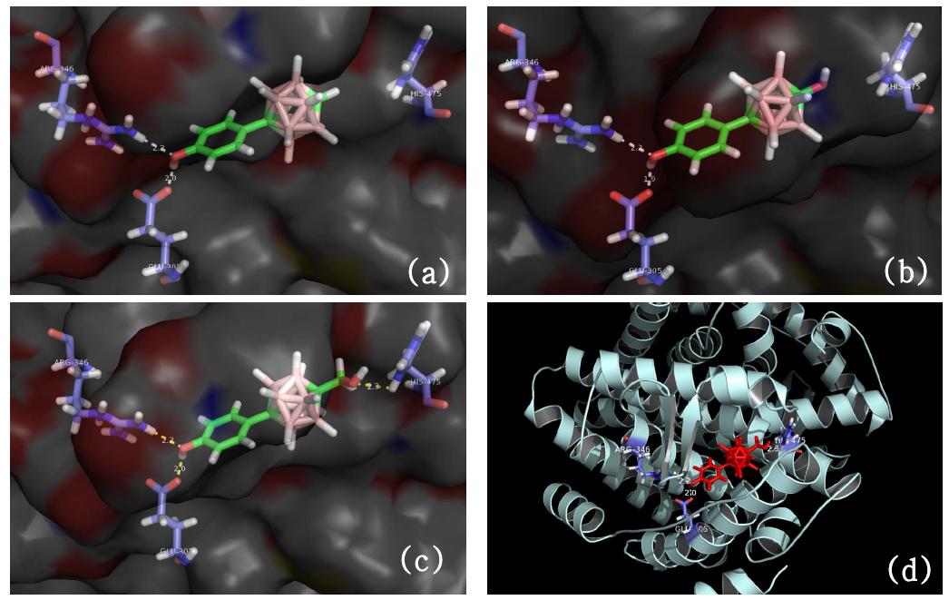 (a) Ligand 3a의 docking결과 (b) Ligand 3b의 docking결과 (c) Ligand 3c의 Docking결과 (d) Estrogen receptor - Ligand 3c 결합체의 전체적인 결합 모습