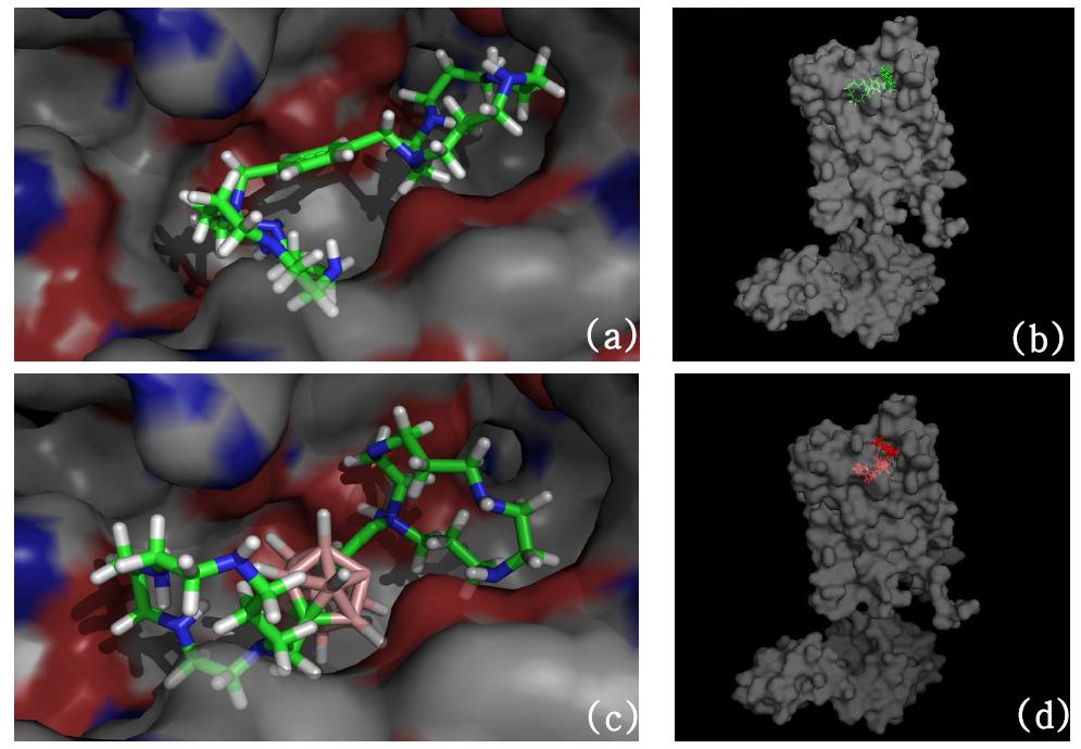 (a)CXCR4 Antagonist AMD3100의 LigandFit Docking 결과 (b)전체적인 CXCR4 Crystal Structure와 AMD3100의 LigandFit Docking 형태 (c)Ligand 13의 LigandFit Docking 결과 (d)전체적인 Crystal Structure와 Ligand 13의 LigandFit Docking 결과