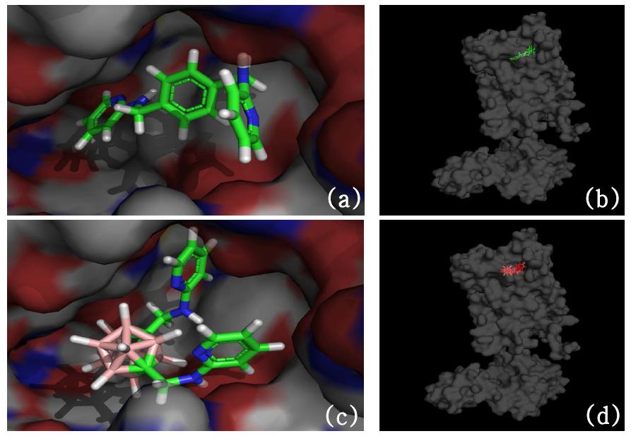 (a)CXCR4 Antagonist의 LigandFit Docking 결과 (b)전체적인 CXCR4 Crystal Structure와 Angtagonist의 LigandFit Docking 형태 (c)Ligand 13의 LigandFit Docking 결과 (d)전체적인 Crystal Structure와 Ligand 13의 LigandFit Docking 결과