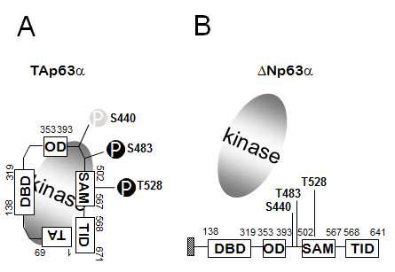 A. TAp63α를 인산화 시키는 kinase는 특이적으로TAp63α의 N-terminal TA과 TID 결합된 구조