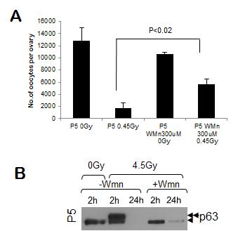 A. 내부적으로 TAp63α를 강하게 발현하는 oocyte에 PI3 kinase 억제제인 wortmanin(WMn)을 처리하고 방사선을 쪼여도 TAp63α 인산화가 유도 되지 않음