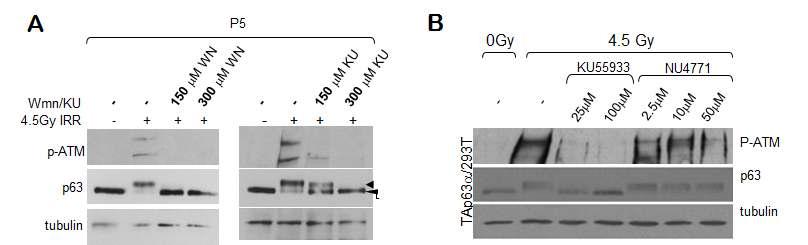 ATM kinase을 wortmanin혹은 KU55933(ATM 억제제)처리로 억제하면 A. oocyte 또는 B. TAp63α을 발현하는 293T세포는 방사선을 쬐어 주어도 TAp63α 인산화가 유도되지 않음.