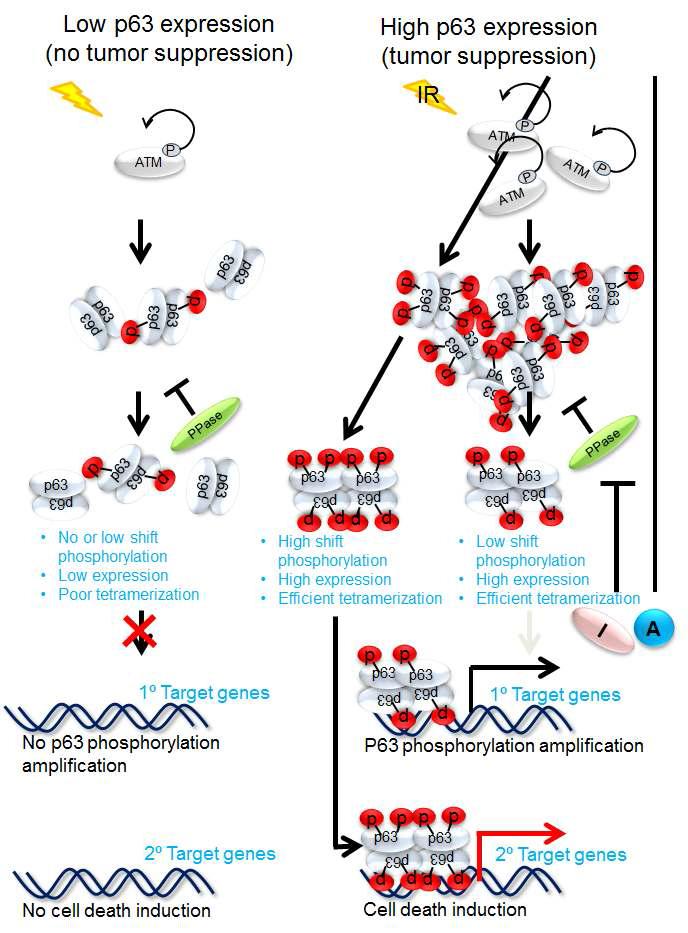 DNA 손상 발생 시 TAp63α는 두 차례의 인산화가되고 이런 인산화를 모두 거쳐야만 세포사멸이 유도됨.