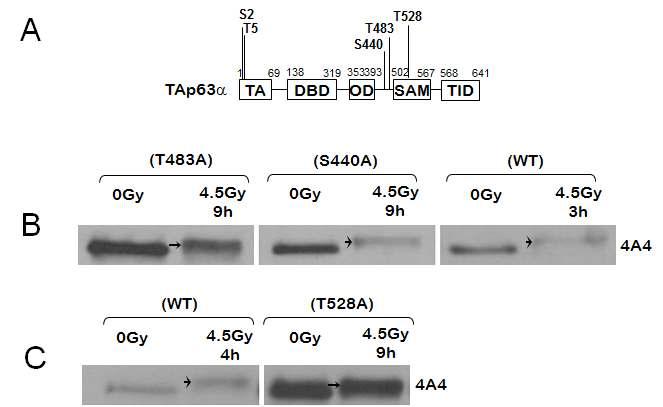 A. TAp63α의 N-terminal과 C-terminal domain에는 ATM kinase에 의해서 인산화되는 S/TQ target motif들이 존재함 (Ser2, Thr5, Ser440, Thr483, Thr528). B.,C. 5ro S/TQ motif중 C-termainal 위치에 있는 Thr483번과 Thr528번을 Ala으로 돌연변이를 시키면 wild type TAp63α과 Ser440->Ala TAp63α point mutant에 비해 낮은 인산화가 유도됨