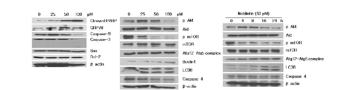 Western blot analysis of apoptosis, autopahgy, and ER stress-related protein expression.2) 감귤 플라보노이드 Quercetin에 의한 항암 효능 기작