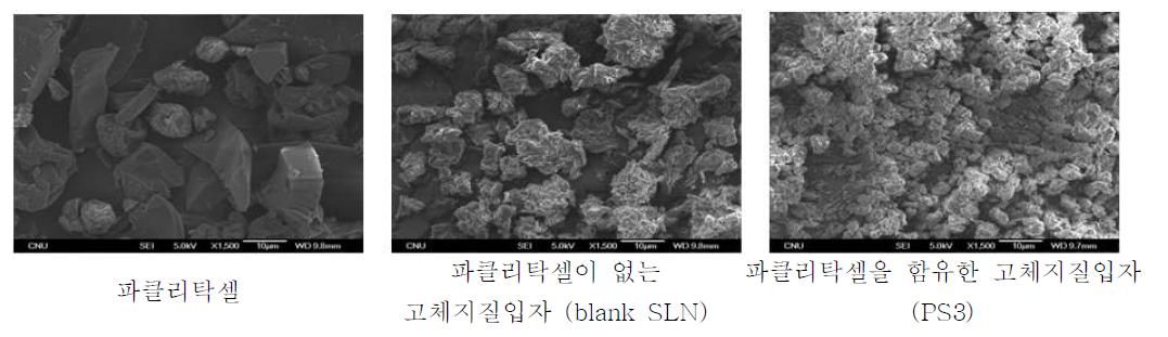 고체지질입자의 주사전자현미경사진