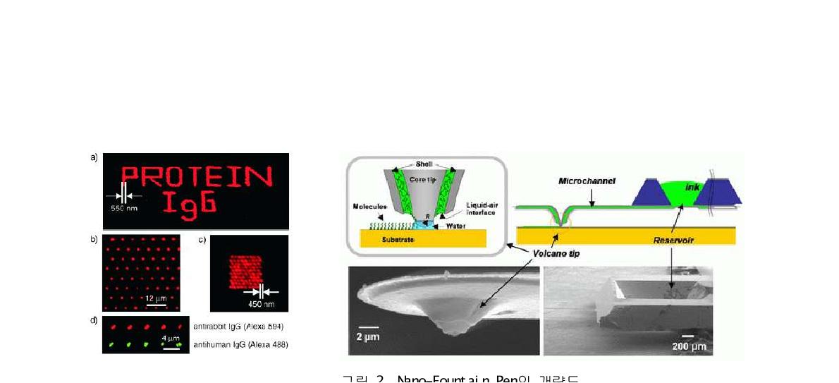 형광 표지된 단백질의 DPN 2. Nano-Fountain Pen의 개략도 그림