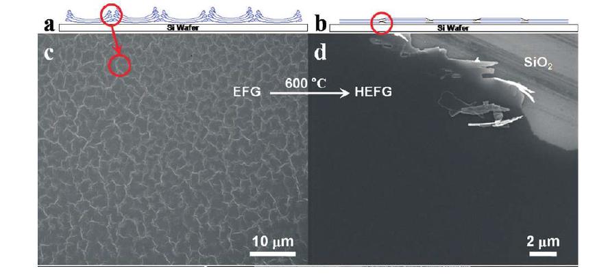 (a, c) EFG의 모식도와 SEM이미지 (b, d) EFG를 열처리한 HEFG의 모식도와 SEM이미지