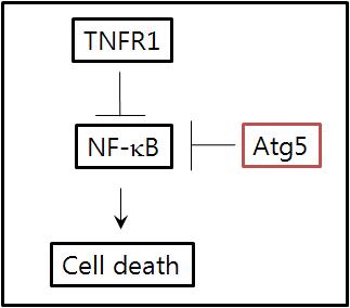 Atg5에 의한 TNFR1 유도 세포 죽음 유발 조절