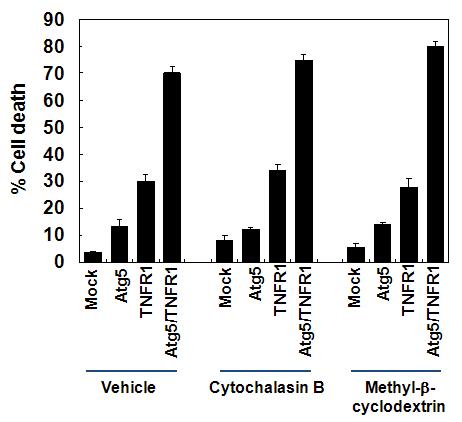 TNFR1과 Atg5에 의한 세포 죽음에 endocytosis 저해제가 미치는 영향