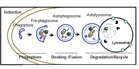 Mammalian 에서의 autophagy 발생 기작