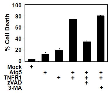 Atg5와 TNFR1에 의한 세포죽음