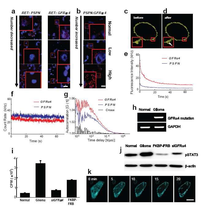 RET, PSPN, GFRA4의 상호작용 및 rapamycin, proliferation assay 검증결과