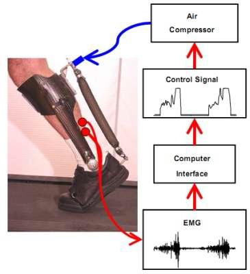 컴퓨터가 착용자의 근육에서 전기신호를 수신하면 인공근육에 공압을증가시키고, 결과적으로 이 인공근육은 환자의 근육과 함께 수축함