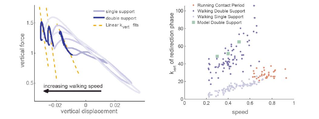 Calculation of double support period stiffness with increasing walking speed for a representative subject (left), and asummary of all vertical stiffnesses vs speed for both running and walking (N=11).