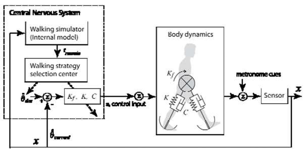 Schematic model of human steady state walking described by feedback control blocks.