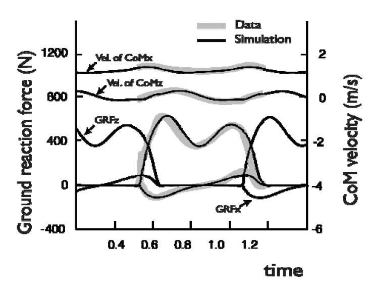 Velocities of CoM and GRFs data and modelsimulation with optimized spring constant,damping constant and hip torque feedback gain