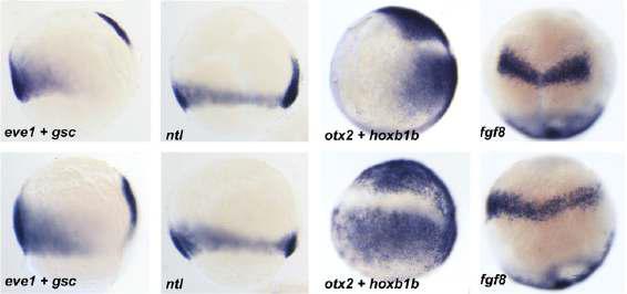 80% epiboloy의 제브라피쉬 발생배에서 표지유전자의 시공간적 발현양상