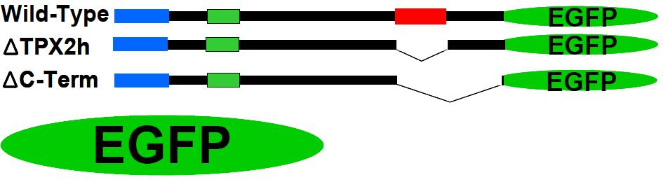 Sinup-EGFP 융합단백질 및 두가지 Sinup 돌연변이체-EGFP 융합단백질 제작