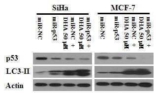 p53 knockdown triggers autophagy and enhances DHA -induced LC3 expression