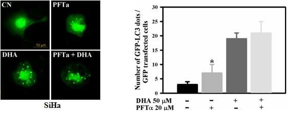 p53 inhibition triggers autophagy and enhances DHA -induced autophagic activation.