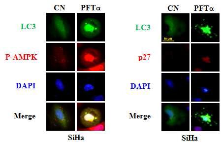 Immunocytochemistry analysis of the AM PK /mTOR signaling molecules in SiHa in thepresence or absence of PFTα.