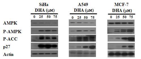 Elevated A M PK and blocked mTOR signaling in cancer cells treated with DHA