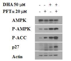 DHA induces autophagy through p53-mediated A M PK /mTOR signaling.