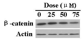 Effect of DHA on beta-catenin levels in HeLa cells.