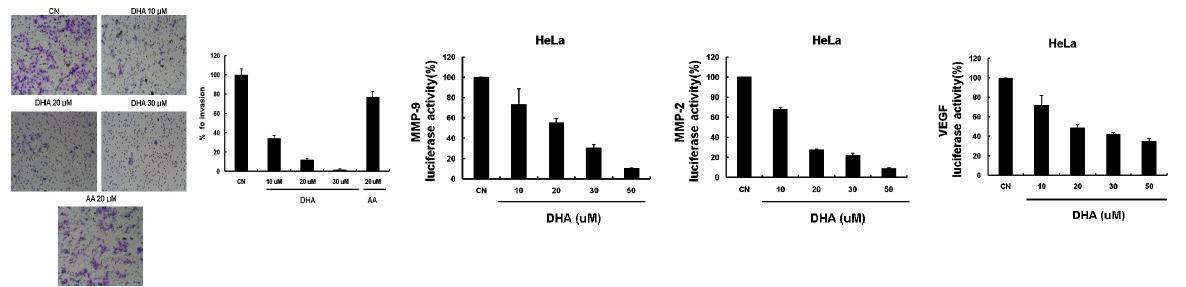 Effect of DHA on invasion of HeLa cells.