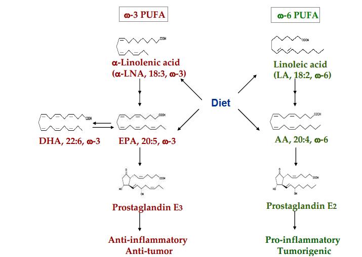 M etabolism of ω-3 and ω-6 PUFA s