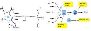 생물학적 신경세포의 도식(좌)과 수학적 모형(우)
