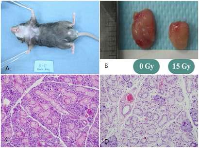 방사선 조사후 타액선손상 동물모델의 확립.